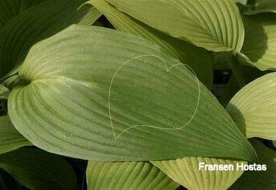 Hosta kikutii var. caput-avis