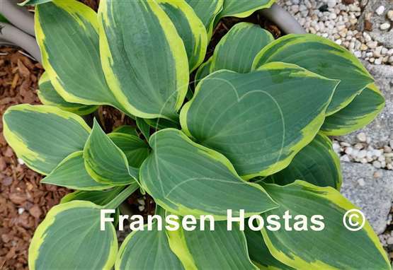 Hosta Lacy Belle