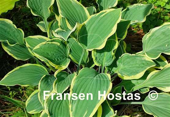 Hosta Lacy Belle