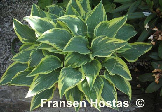 Hosta Lacy Belle