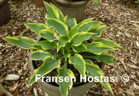 Hosta Lacy Belle