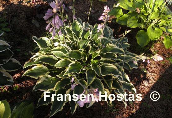 Hosta Lacy Belle