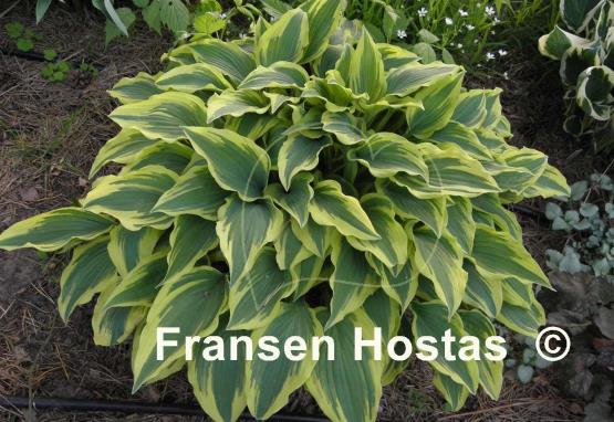 Hosta Lacy Belle