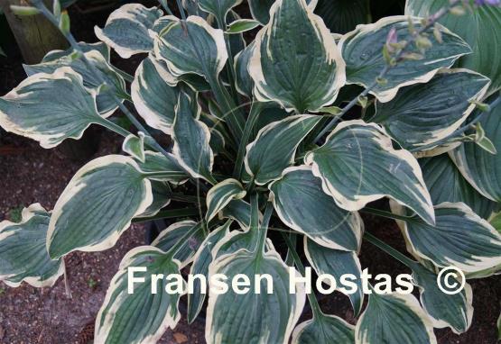 Hosta Lacy Belle