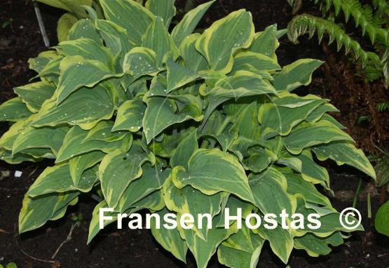 Hosta Lacy Belle