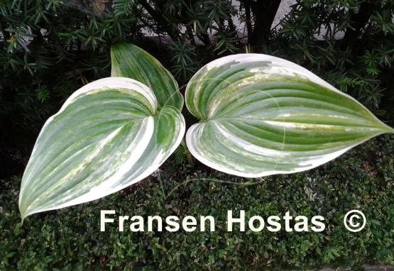 Hosta Ladies First