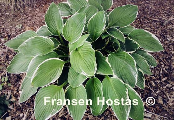 Hosta Lady Godiva