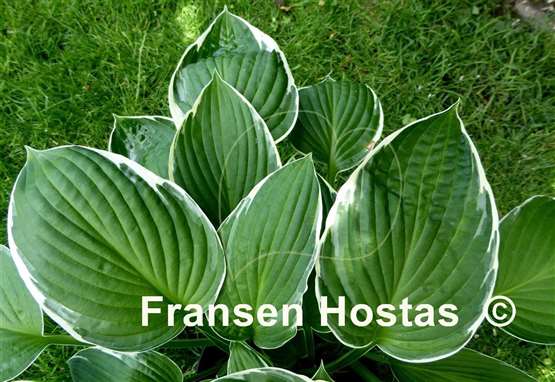 Hosta Lady Godiva