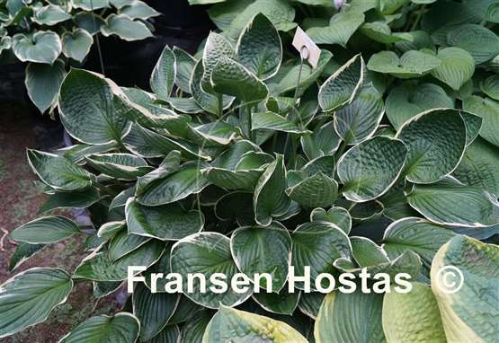 Hosta Lady Godiva