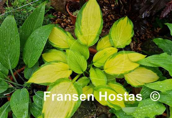 Hosta Lady Guinevere