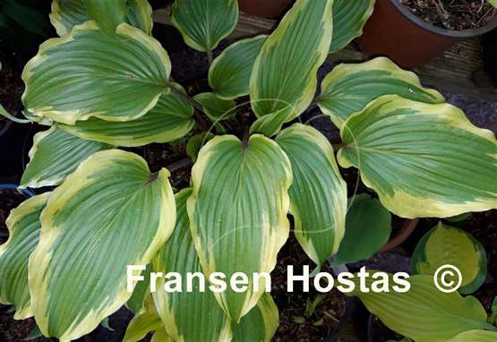 Hosta Lady Luck