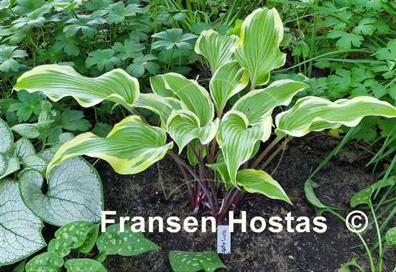 Hosta Lady Luck