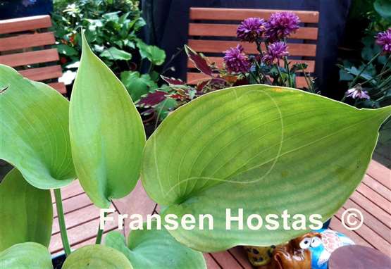 Hosta Lady Peyton