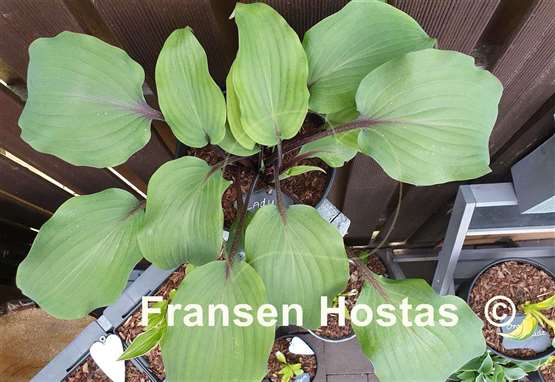 Hosta Lady in Red