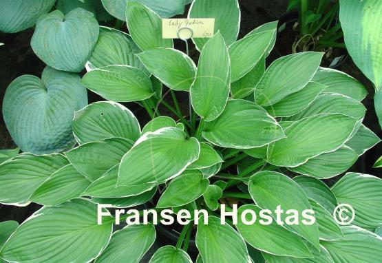 Hosta Lady Godiva