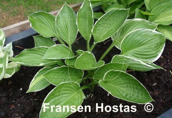Hosta Lady Godiva