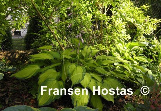 Hosta Lady Guinevere