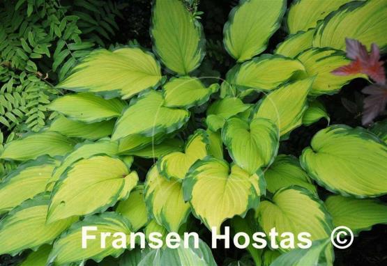 Hosta Lady Guinevere