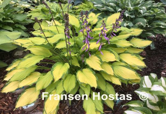 Hosta Lady Guinevere
