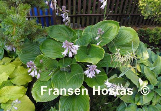 Hosta Lady Isobel Barnett