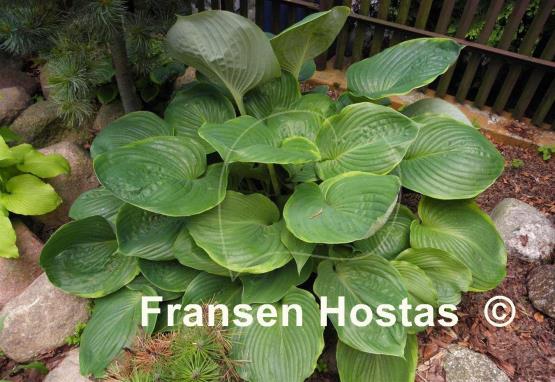 Hosta Lady Isobel Barnett