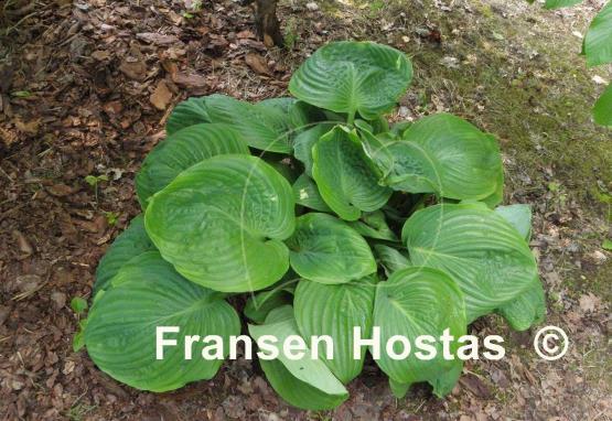 Hosta Lady Isobel Barnett