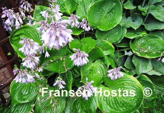 Hosta Lady Isobel Barnett