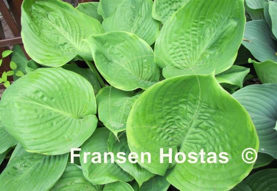 Hosta Lady Isobel Barnett