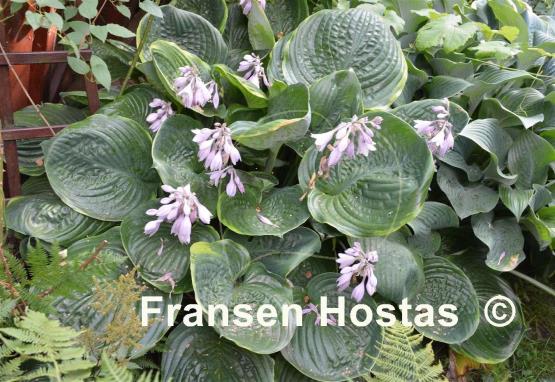 Hosta Lady Isobel Barnett
