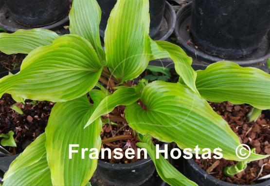 Hosta Lady Luck
