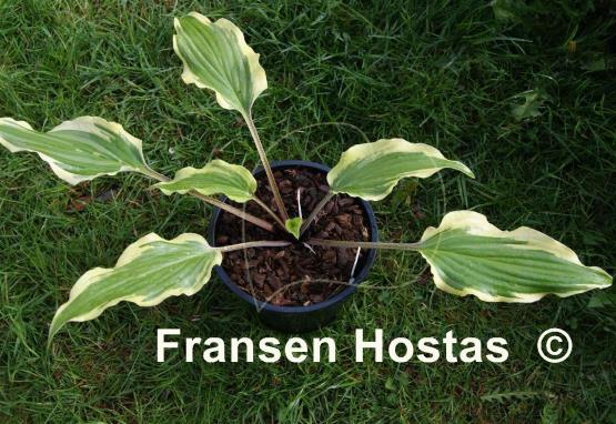 Hosta Lady Luck