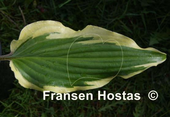 Hosta Lady Luck