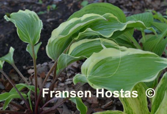 Hosta Lady Luck