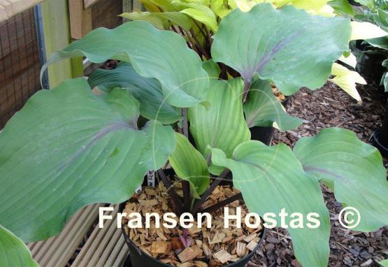 Hosta Lady in Red