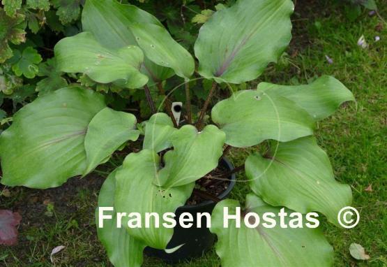 Hosta Lady in Red