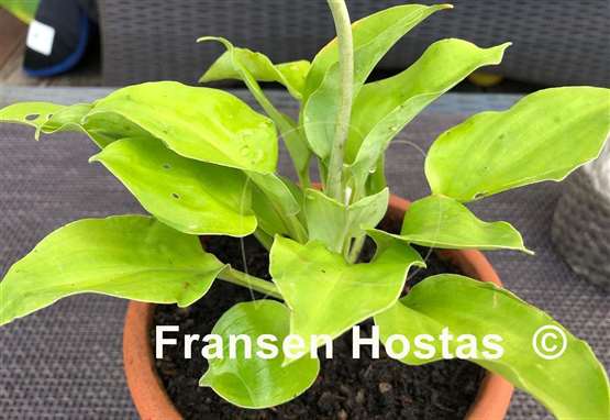 Hosta Ladybug