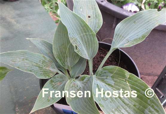 Hosta Lahn