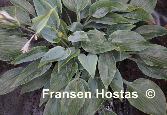 Hosta Lahn