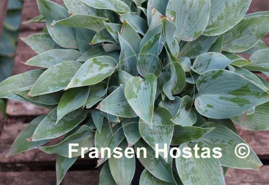 Hosta Lahn