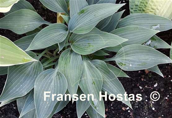 Hosta Lahn