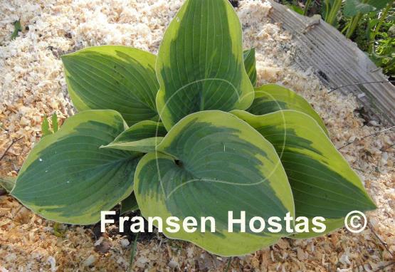 Hosta Lake Hitchcock