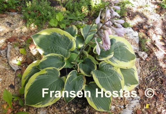 Hosta Lake Hitchcock