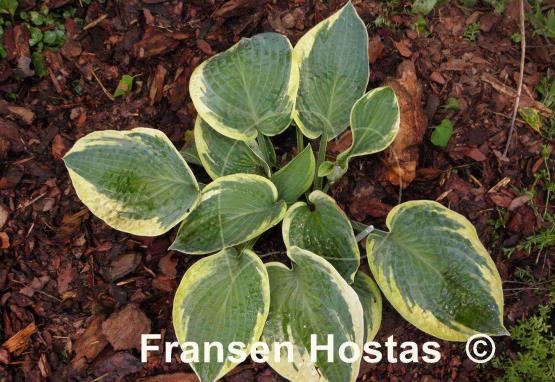 Hosta Lake Hitchcock