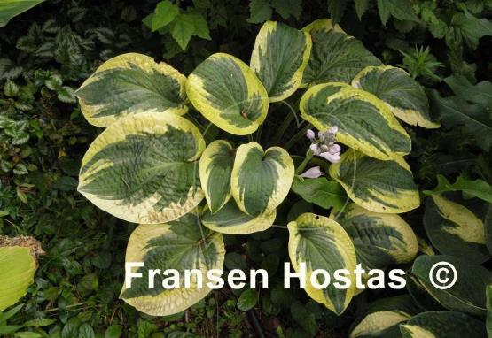 Hosta Lake Hitchcock