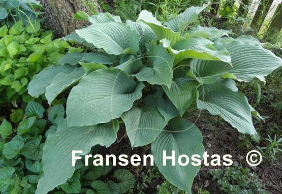 Hosta Lake Superior