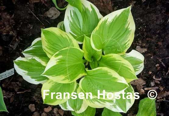 Hosta Lakeside April Snow