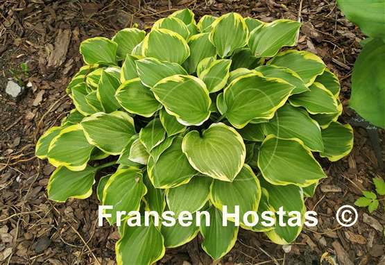 Hosta Lakeside Baby Face