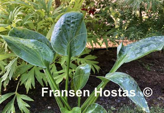 Hosta Lakeside Beach Bum