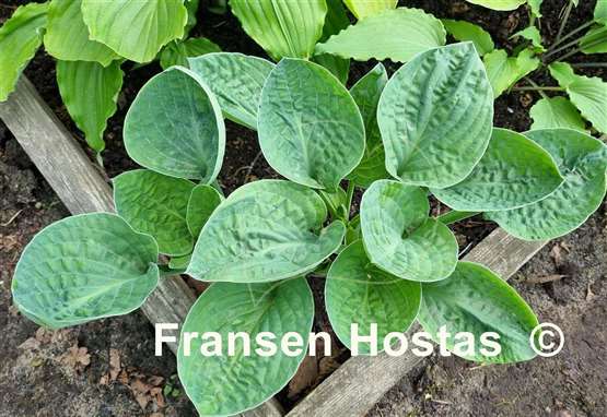 Hosta Lakeside Beach Bum