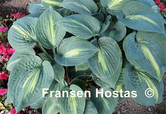 Hosta Lakeside Beach Captain